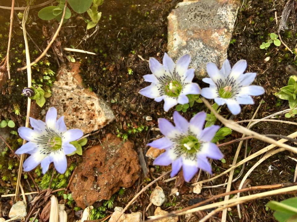 f:id:toyojapan1:20170804001053j:plain