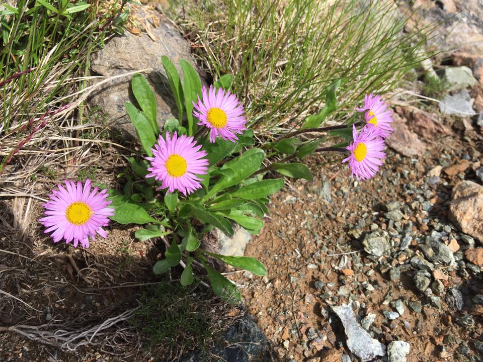 f:id:toyojapan1:20170804001058j:plain