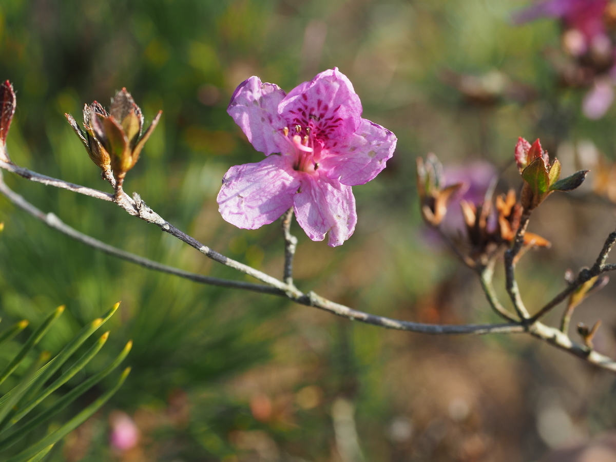 f:id:toyojapan1:20191230213744j:plain f:id:toyojapan1:20191230213744j:plain