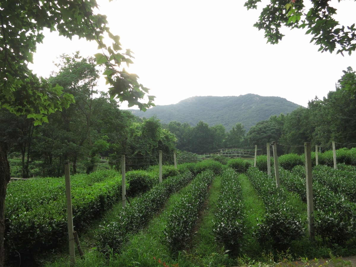 f:id:toyojapan1:20200711205829j:plain