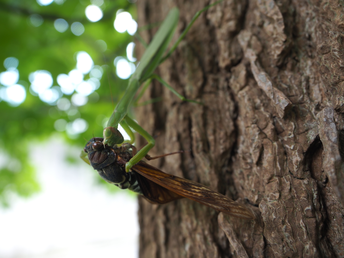 f:id:toyojapan1:20200917211808j:plain f:id:toyojapan1:20200917211808j:plain