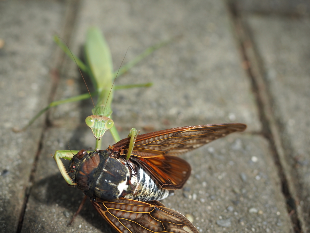 f:id:toyojapan1:20200917211822j:plain f:id:toyojapan1:20200917211822j:plain
