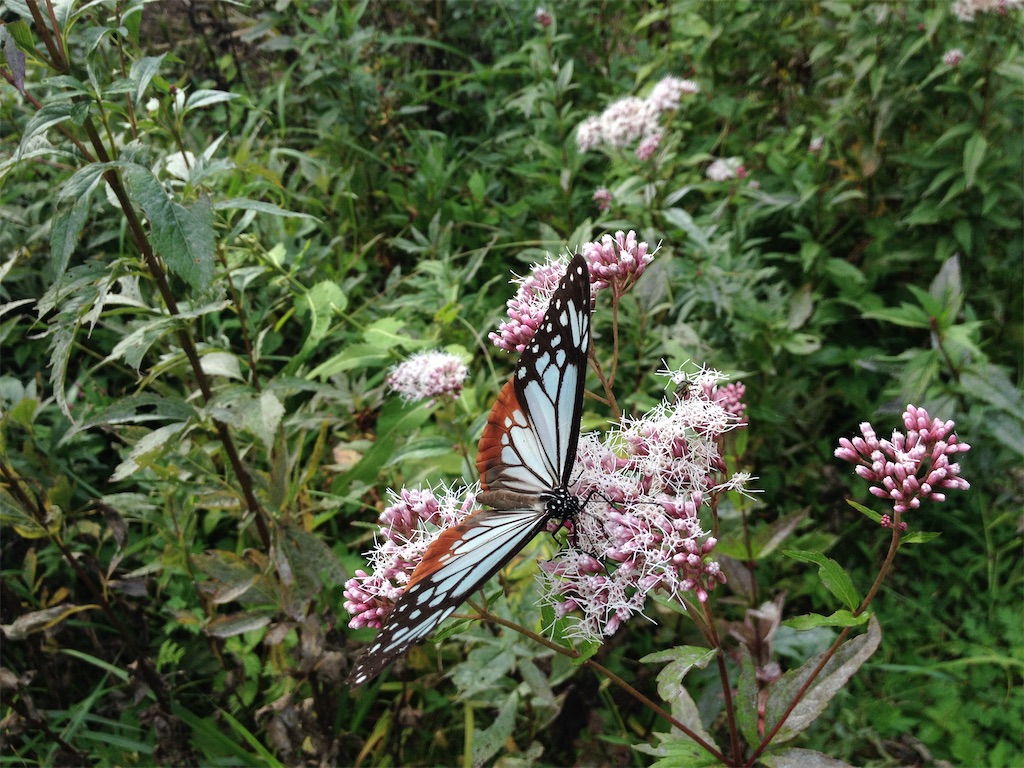 f:id:toyojapan1:20201028100502j:image f:id:toyojapan1:20201028100502j:image