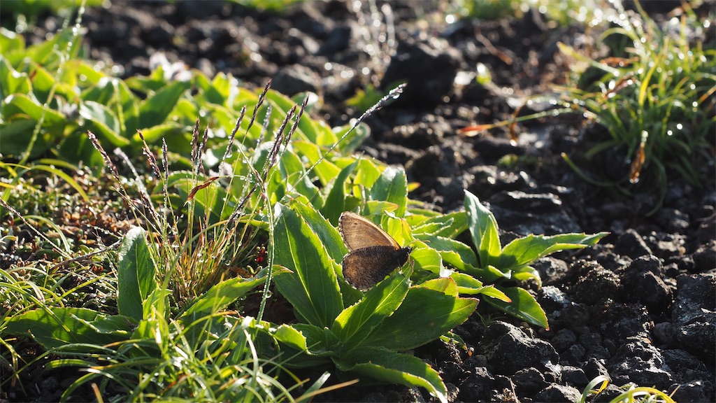 f:id:toyojapan1:20201028100625j:image f:id:toyojapan1:20201028100625j:image