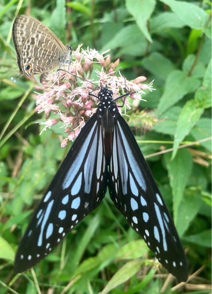 f:id:toyojapan1:20201028100847j:image f:id:toyojapan1:20201028100847j:image