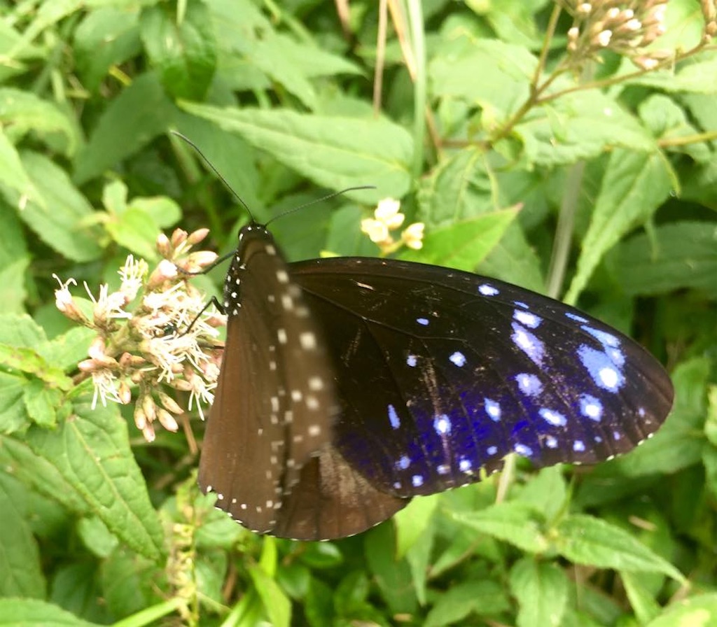 f:id:toyojapan1:20201028100850j:image f:id:toyojapan1:20201028100850j:image