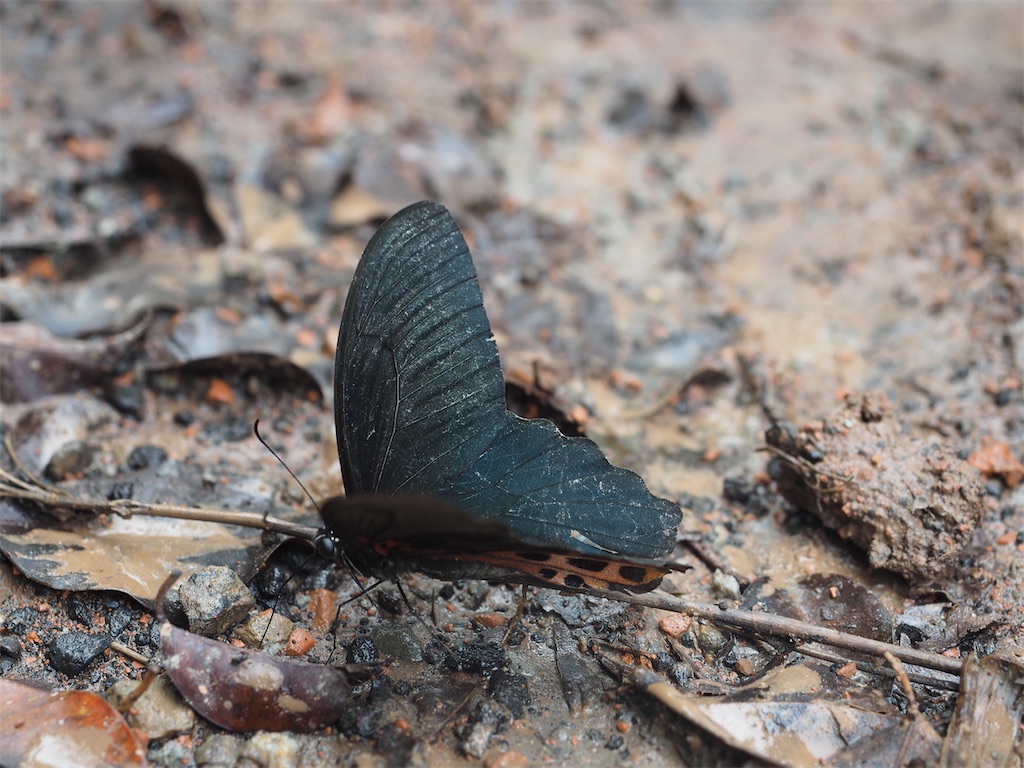 f:id:toyojapan1:20201028100908j:image f:id:toyojapan1:20201028100908j:image