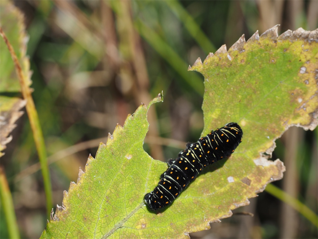 f:id:toyojapan1:20201028101232j:image f:id:toyojapan1:20201028101232j:image