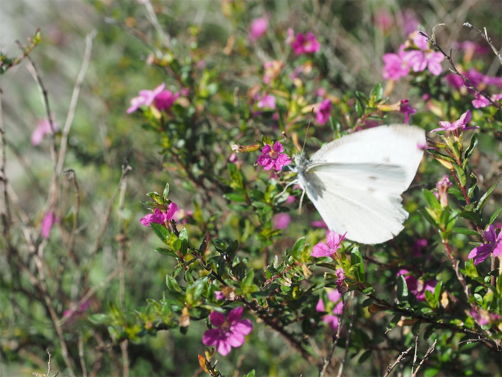 f:id:toyojapan1:20201028101644j:image f:id:toyojapan1:20201028101644j:image