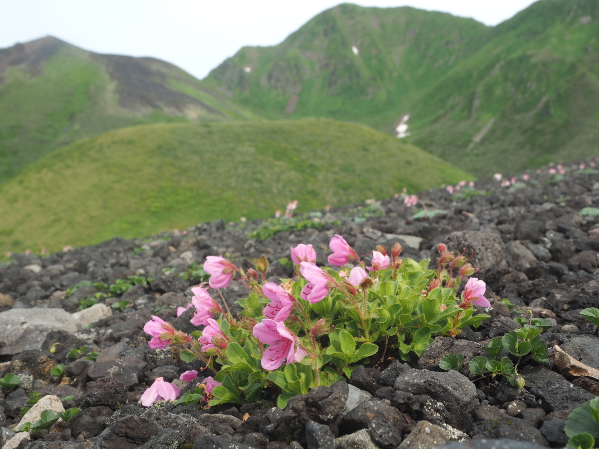 f:id:toyojapan1:20210706122733j:plain