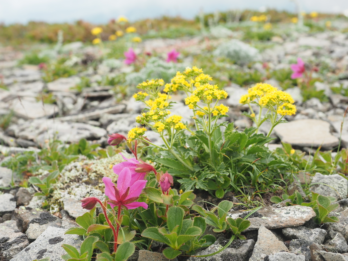 f:id:toyojapan1:20210706122823j:plain