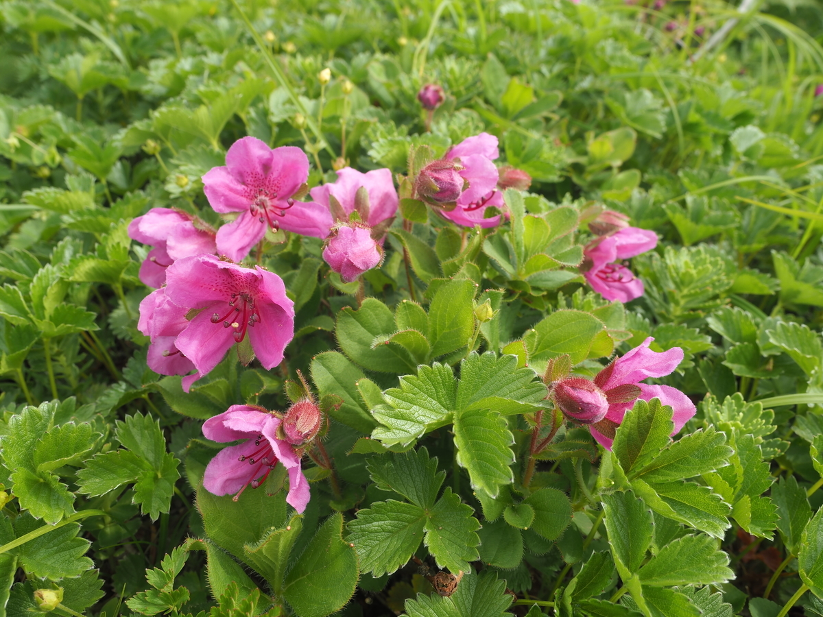 f:id:toyojapan1:20210706194425j:plain