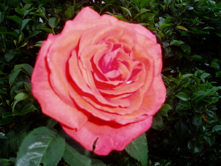 f:id:toyotoki11:20070518180839j:image