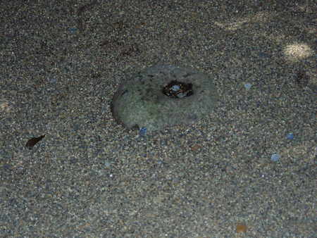 f:id:toyotoki11:20070804124127j:image