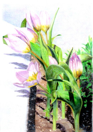 f:id:toyotoki11:20100526082129j:image