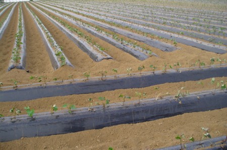 f:id:toyotoki11:20100611171316j:image f:id:toyotoki11:20100611171316j:image