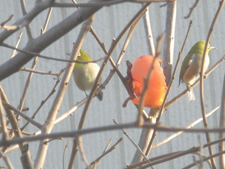 f:id:toyotoki11:20111207143415j:image