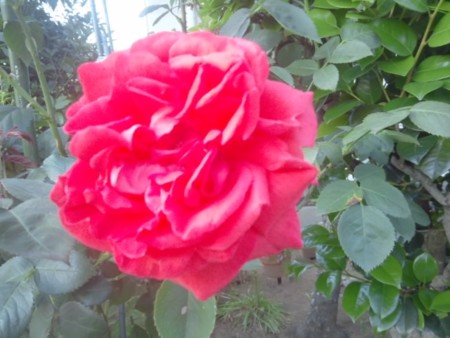 f:id:toyotoki11:20150526174452j:image