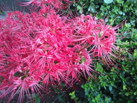 f:id:toyotoki11:20150924141147j:image