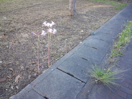 f:id:toyotoki11:20160730165650j:image