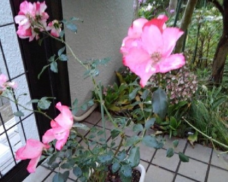 f:id:toyotoki11:20190507181855j:plain