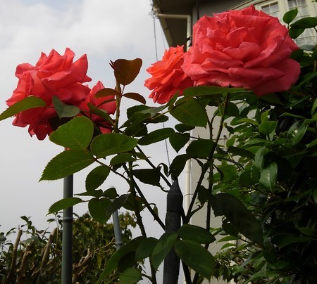 f:id:toyotoki11:20200604151945j:plain