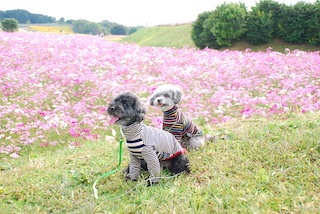 f:id:toypoo_camper:20200516172526j:plain