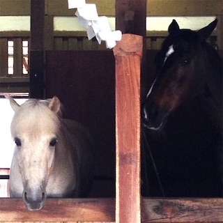 f:id:toypoo_camper:20200607220200j:plain