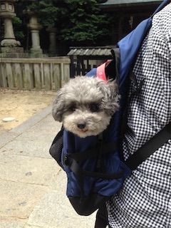 f:id:toypoo_camper:20200607220217j:plain