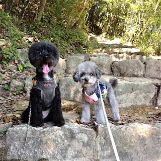 f:id:toypoo_camper:20200607221414j:plain