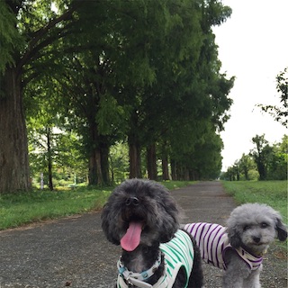 f:id:toypoo_camper:20200628143626j:plain