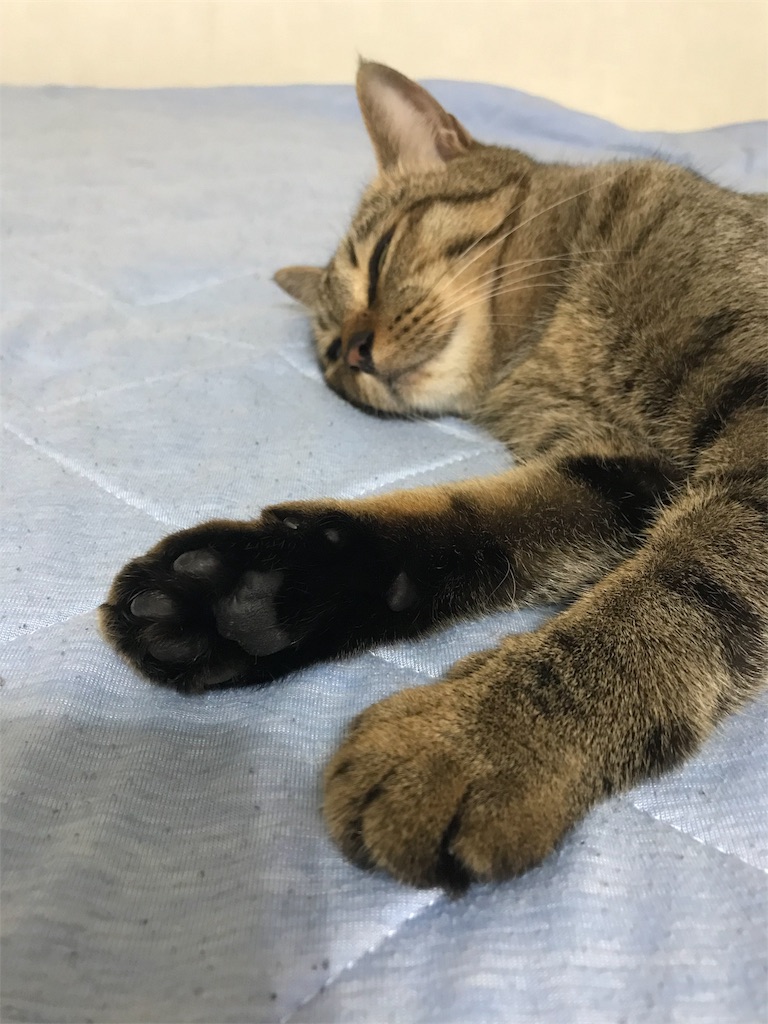 f:id:toypoodlecoco:20180720224847j:image f:id:toypoodlecoco:20180720224847j:image