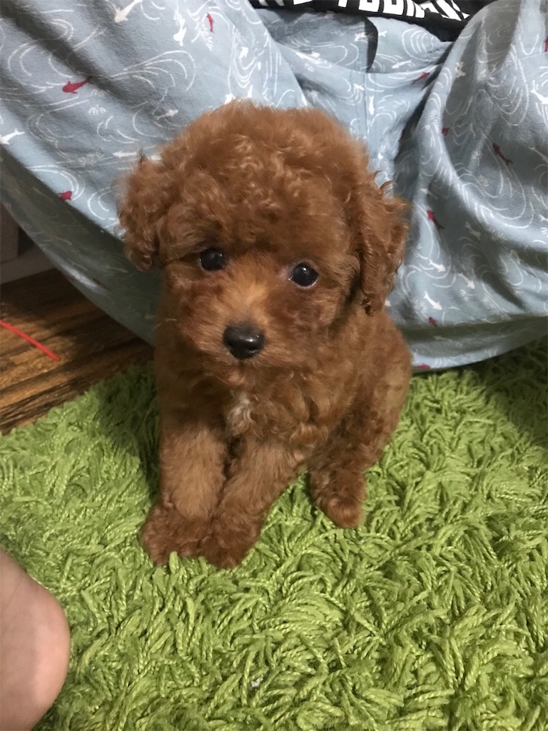 f:id:toypoodlecoco:20180726215111j:image f:id:toypoodlecoco:20180726215111j:image
