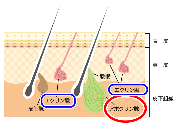 f:id:tp315:20180224145234p:plain f:id:tp315:20180224145234p:plain