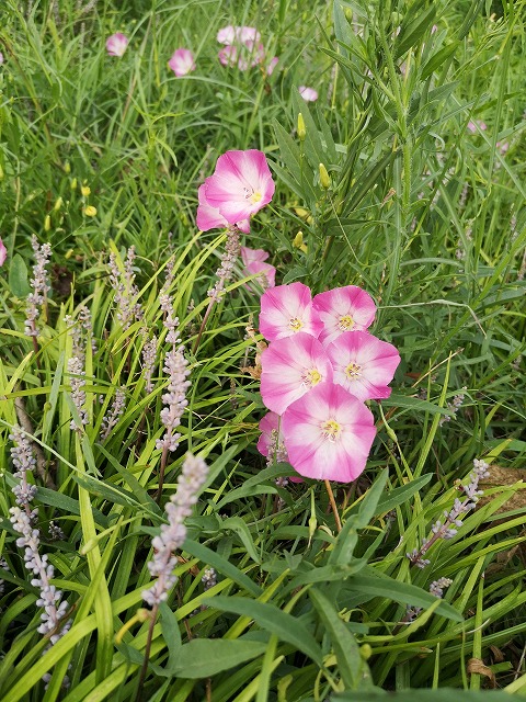 f:id:tpakira:20210807232203j:plain