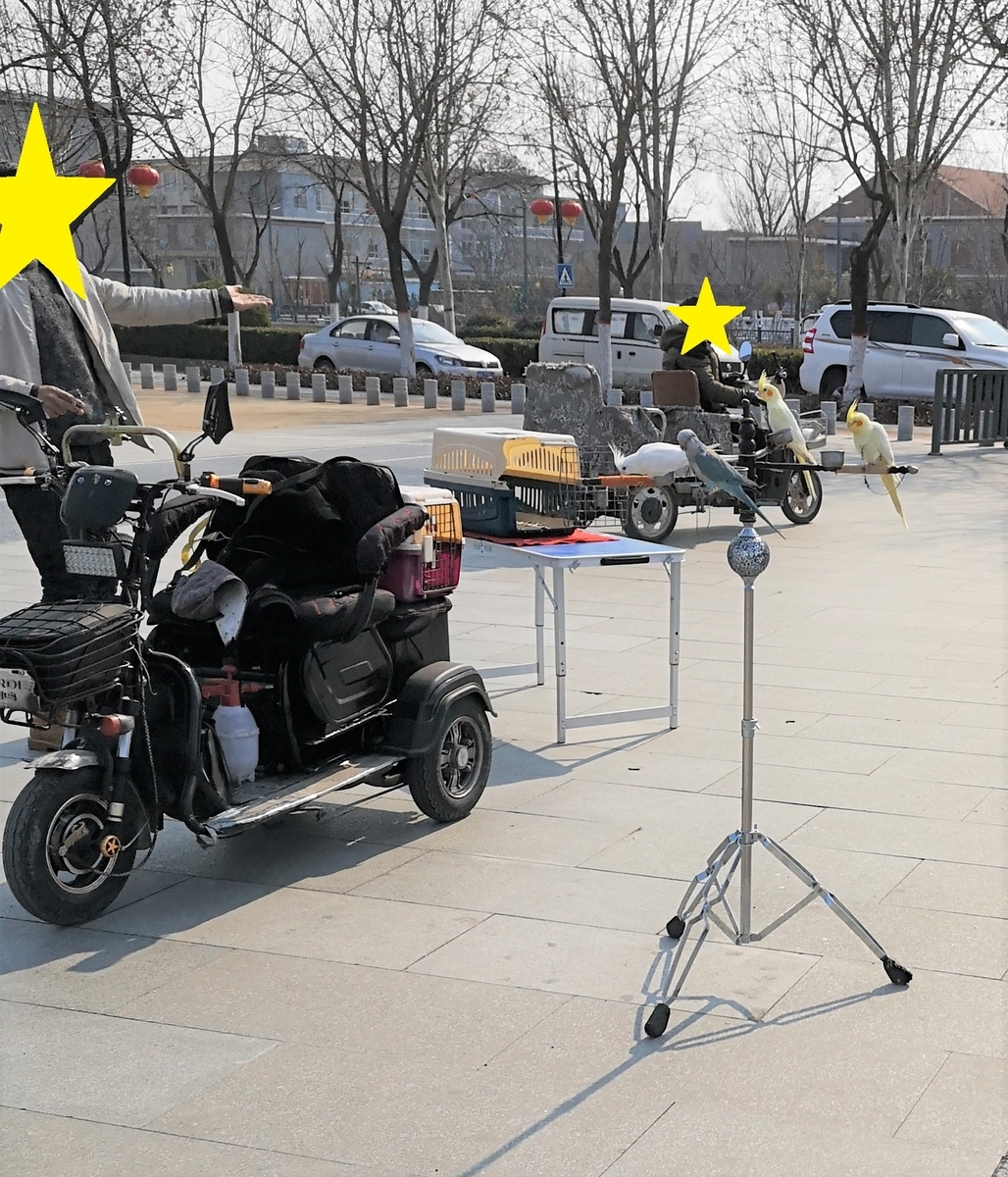 中国開封市城壁近くの広場で鳥（鳩・インコ・九官鳥）を飛ばす人達