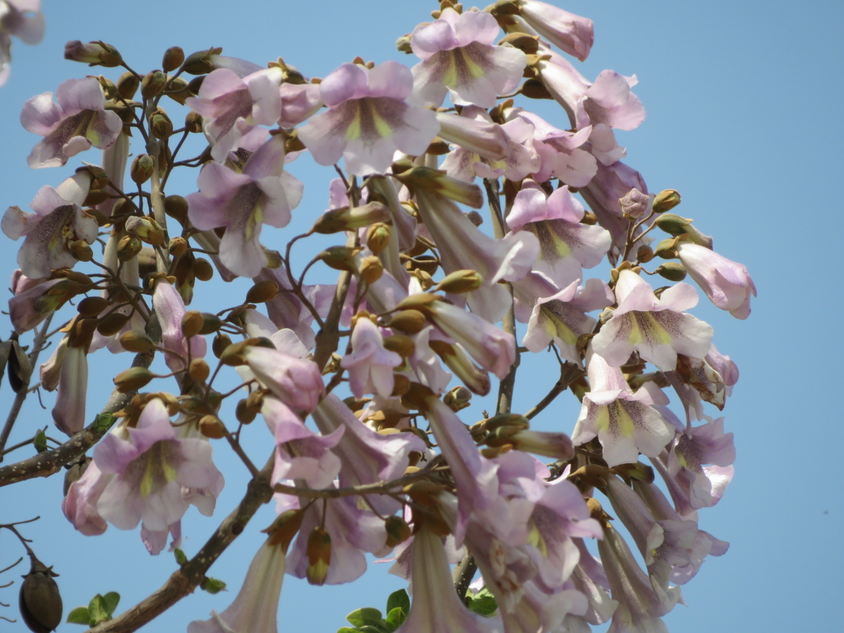 ツーリング中に見かける薄紫色は桐（キリ）の花だったようです≪中国