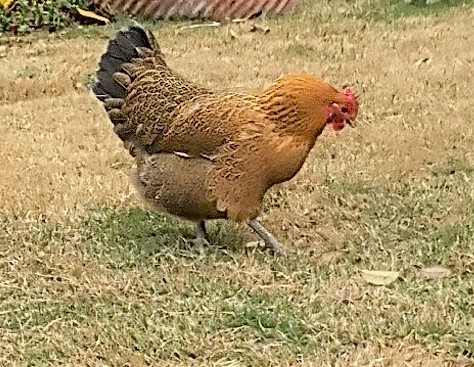 近所で見かけた美しいニワトリ達、中国開封市のペットの鶏ちゃん