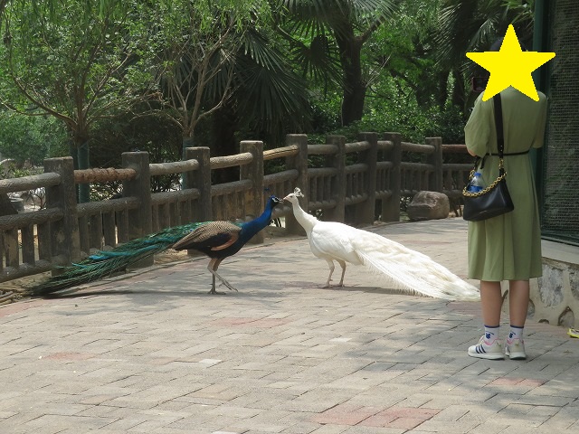 鳥の楽園に迷い込み、孔雀の大喧嘩を目撃しました≪中国鄭州市動物園