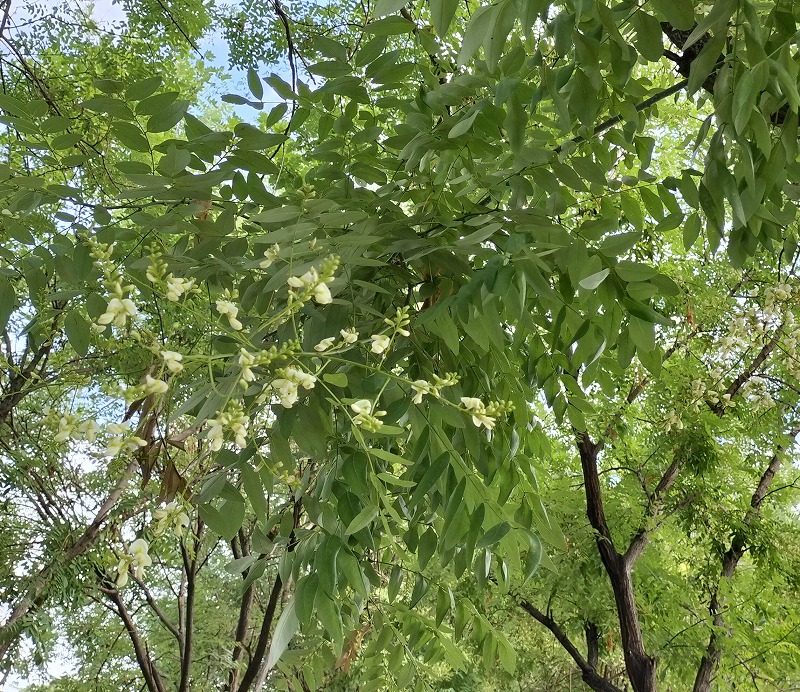 街路樹清掃人VS白いエンジュの花☆中国河南省開封市 槐の花吹雪の季節がやって来ました - ぱきらの中国(河南省開封)生活