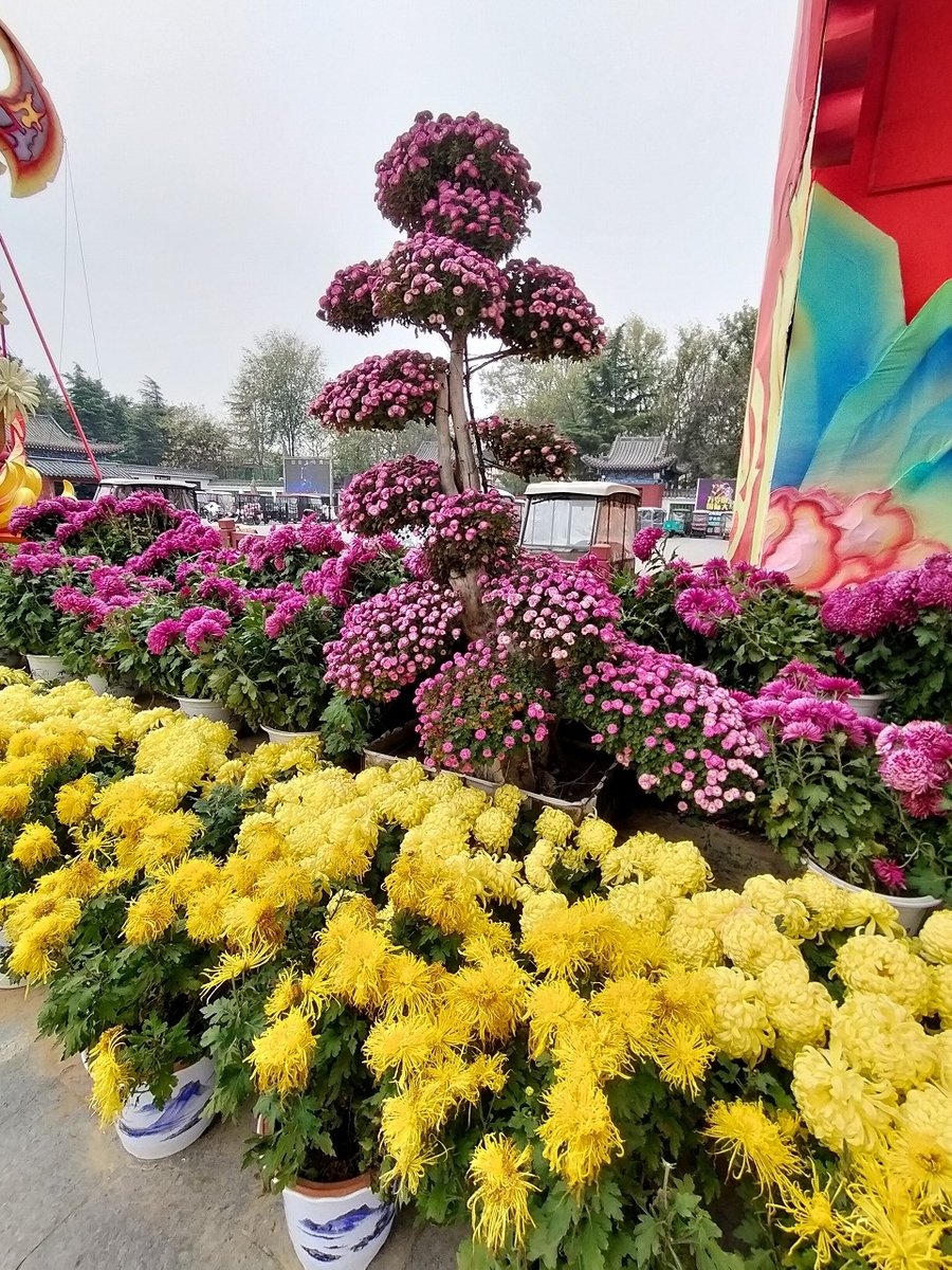 秋から初冬の中国旅行に開封市観光はいかがですか？菊祭りが終了した後