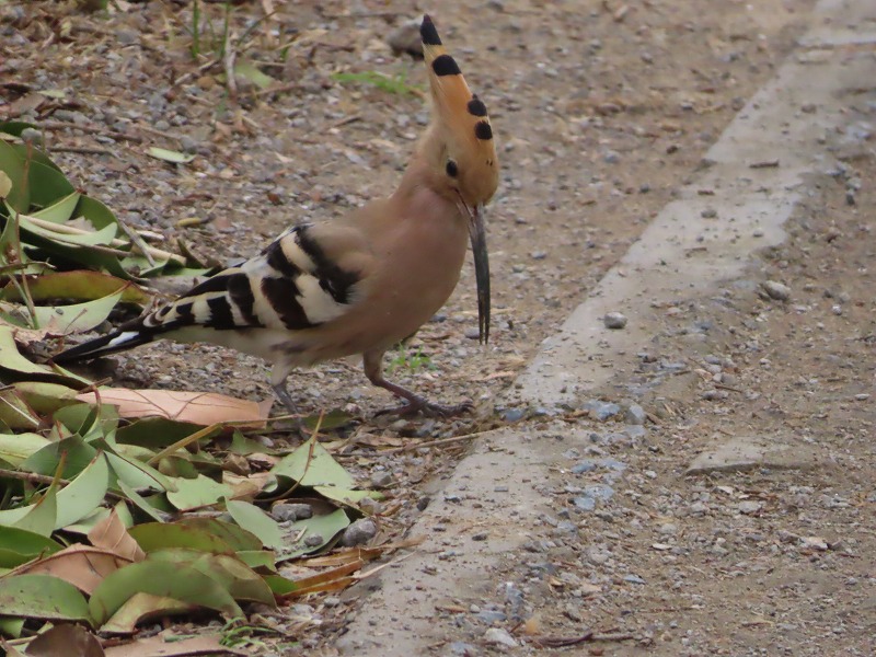 中国河南省開封市で見かける鳥、ヤツガシラの餌は？何を食べていたか