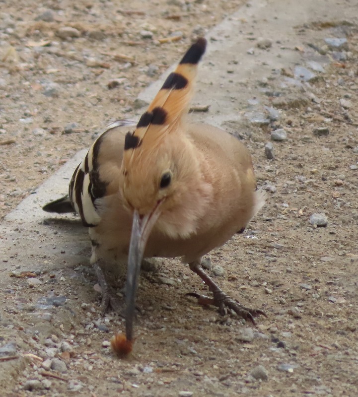 中国河南省開封市で見かける鳥、ヤツガシラの餌は？何を食べていたか