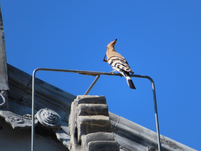 中国河南省開封市で見かける鳥、ヤツガシラの餌は？何を食べていたか