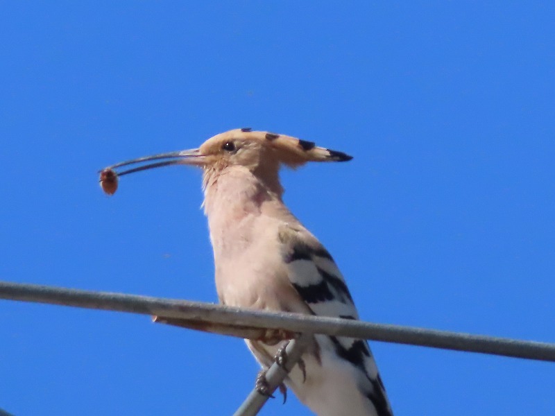 中国河南省開封市で見かける鳥、ヤツガシラの餌は？何を食べていたか