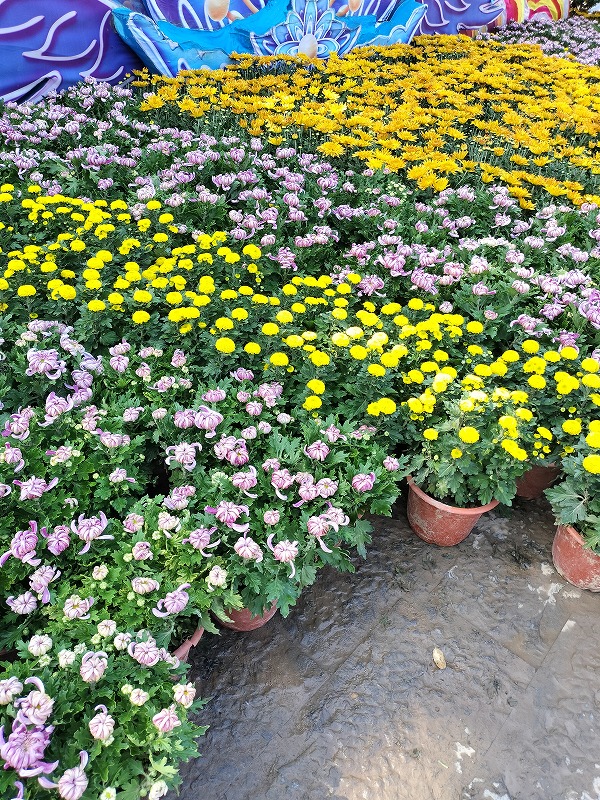 秋の中国観光・中国旅行におすすめしたい🌸第43回開封菊花文化節（菊