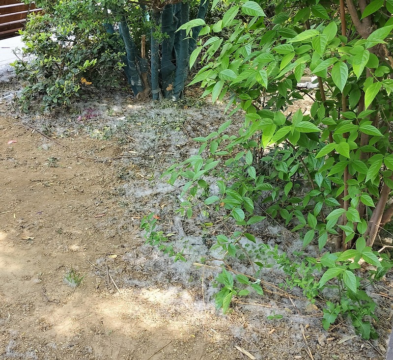春に降る雪の正体はハコヤナギ(ポプラ)の綿毛⛄⛄⛄4月~5月頃 中国河南省開封市で見られる光景 - ぱきらの中国(河南省開封)生活