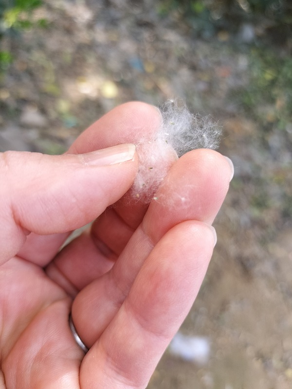 春に降る雪の正体はハコヤナギ(ポプラ)の綿毛⛄⛄⛄4月~5月頃 中国河南省開封市で見られる光景 - ぱきらの中国(河南省開封)生活