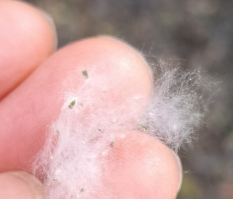 春に降る雪の正体はハコヤナギ(ポプラ)の綿毛⛄⛄⛄4月~5月頃 中国河南省開封市で見られる光景 - ぱきらの中国(河南省開封)生活