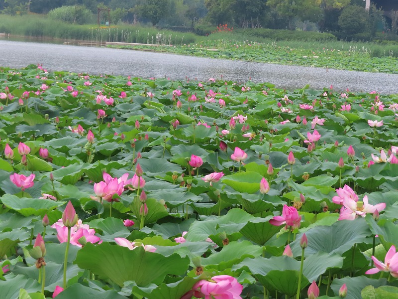 中国河南省開封市、蓮（ハス）の花が咲く風景 - ぱきらの中国（河南省